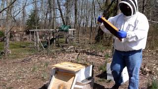 2012 First Inspection HiveBrandhollow Apiary [upl. by Juliana]