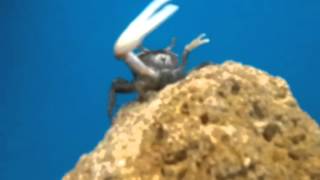 Fiddler Crab at Petco  Tallyho LOL [upl. by Anirahs796]