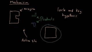 Proteins amp Enzymes  AQA Biology [upl. by Yerxa848]