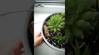 Haworthia Cooperi shorts plants succulent [upl. by Liggett]