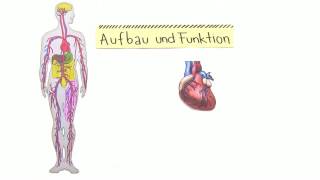 HERZTÄTIGKEIT  METHODEN DER ÜBERPRÜFUNG  Biologie  Biologie des Menschen Mittelstufe [upl. by Anniala]