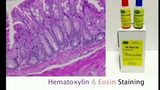 5 Hematoxylin and Eosin staining  HampE MLTLectures [upl. by Abbottson]