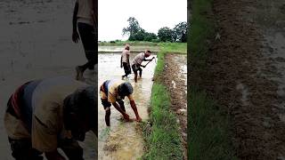 Se What They Caught During Land Preparation shorts [upl. by Nylaj]