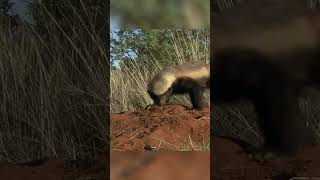 Honey Badger vs Scorpion shorts [upl. by Buke933]