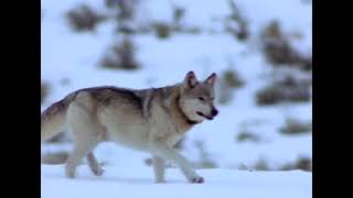 Documentaire La Revanche des Loups National Geographic [upl. by Immat]