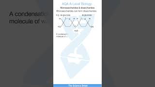 Monosaccharides amp Disaccharides  ALevel Biology Quick Revision [upl. by Greenwald]