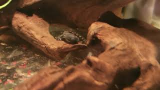 Chelodina mccordi baby eating [upl. by Maisie]