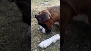 Boxer Dog vs Bug  🐶🐞 BoxerDog FunnyPets DogVsBug CuteAnimals PetVideo [upl. by Rostand]