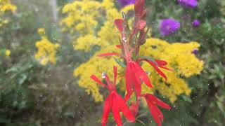 How to Grow Cardinal Flower [upl. by Elagiba586]