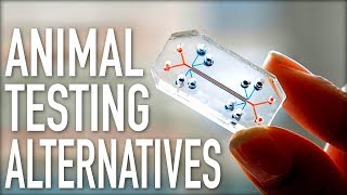 Are There Alternatives to Animal Testing [upl. by Irmine836]