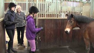 How rehoming a rescue horse is both simple and rewarding [upl. by Lraed]