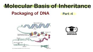 Packaging of DNA helix  Nucleosome model  Molecular basis of Inheritance  Class 12th  NEET [upl. by Akcirred]