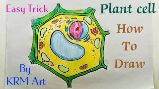 How To Draw Plant Cell Diagram  Plant Cell Drawing  Plant Cell Structure  Plant Cell Kaese Banai [upl. by Eekaz324]