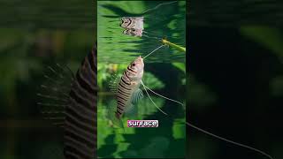 Archerfish The Sharpshooter Fish 🎯🐟 Archerfish NatureFacts AmazingAnimals didyouknow funfacts [upl. by Anaidirib]