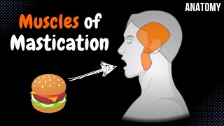 Muscles of Mastication Origin Insertion Function  Anatomy [upl. by Haidedej]