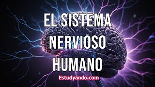 El sistema nervioso humano [upl. by Orelee]