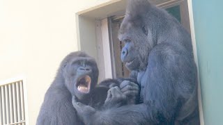 An emotional moment Gorilla father and son reconciled after a fight  Shabani Group [upl. by Ecnatsnok]