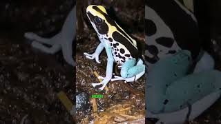 Most Poisonous And Most Beautiful Frogs On Earth 🐸✨ Poison Dart Frog animals nature wildlife [upl. by Sibylle]