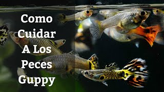 🔵 Como Cuidar Peces Guppy 1x1 Acuarios MB [upl. by Blinny]