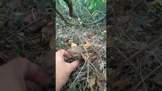 Baletus mushroom mushroom boletus shorts fyp tip forest nature [upl. by Goss]