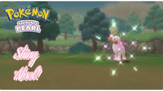 ✨Pokémon Shining Pearl SHINY ABSOL VIA THE POKERADAR 17CATCH CHAIN✨ [upl. by Notse880]