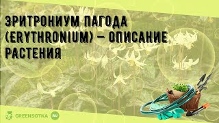 Эритрониум пагода Erythronium — описание растения [upl. by Harrie906]