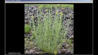 Tragopogon dubius  Yellow Salsify Pt 1 of 2 [upl. by Isia]