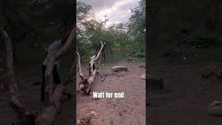 Big tree lifting funny fail [upl. by Lotte138]