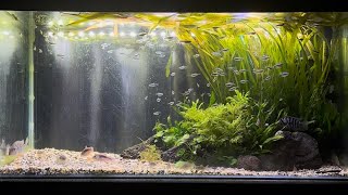 Simple Yet Beautiful 3ft All Planted Aquarium  Still Waters [upl. by Flyn]