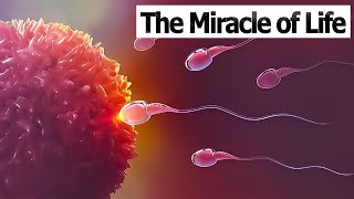 CONCEPTION TO FETUS  The Miracle of Life  Medical 3D Animation of ConceptionFertilization [upl. by Bradan808]