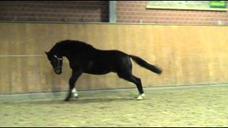 SanciscoDonnerhall Hengst  2010 [upl. by Eiroj239]