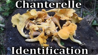 Chanterelle Mushroom Identification Harvesting Toxic Look A Like [upl. by Boone]