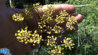 Bronze Fennel  Foeniculum vulgare  Taste Test and Review [upl. by Anyal]