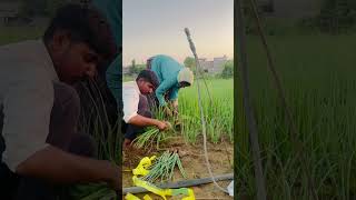 ડુગળી ઉખાડવાની શરૂઆતvairalvideo shorts farming [upl. by Dich]