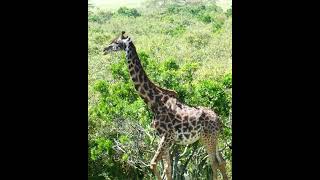 Giraffes of the Masai Mara [upl. by Nerissa]