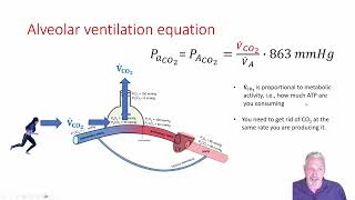 Module 02  Alveolar Ventilation Equation [upl. by Acirtal]