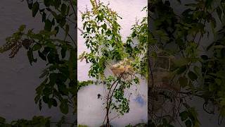 Healthy Tulsi Plant  Holy Basil 1000palms shorts tulsi basil plants gardening [upl. by Wayland]