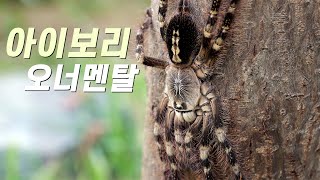 아이보리 오너멘탈 로우랜드Poecilotheria subfusca [upl. by Ordnagela]