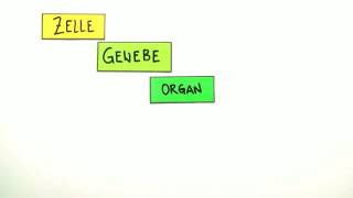 ORGANISATIONSSTUFEN  ZELLE GEWEBE ORGANE  Biologie  Biologie  eine Naturwissenschaft [upl. by Winthorpe947]