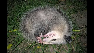 ManicouOpossum Catch Without a gun The Traditional Way Old School Hunting in Trinidad [upl. by Paget]