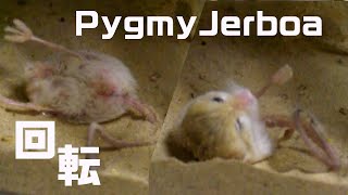 pygmy jerboa 回転毛繕い [upl. by Nickolas489]