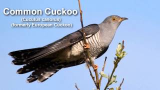 Cuckoo  Common Cuckoo Bird Call BIRDSONG [upl. by Ylyl]