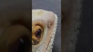 ATTN my BEARDED DRAGONS NOSTRIL is BLOCKED with SHED shorts beardeddragons [upl. by Ilam30]