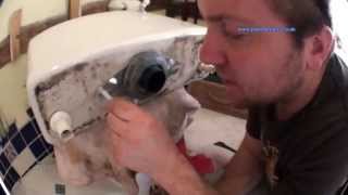 How to Change a Toilet Flush or Syphon Unit  Plumbing Tips [upl. by Lorien]