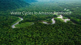 Water Cycles in the Amazon Rainforest ALevel Geography [upl. by Kimmi]