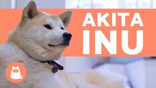 AKITA INU  Characteristics Behavior and Care [upl. by Anatlus12]