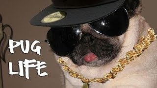 4 you  funniest pugs videos [upl. by Staffan]