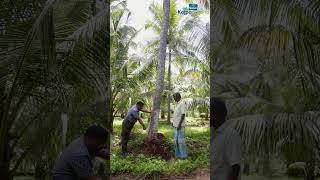 Avoid Piling of Soil Around Coconut Trees [upl. by Rehpitsirhc731]