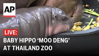 LIVE Baby pygmy hippo ‘Moo Deng’ at Thailand zoo [upl. by Atir639]