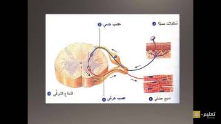 الجهاز العصبي 5 قوس الإنعكاس [upl. by Asabi]